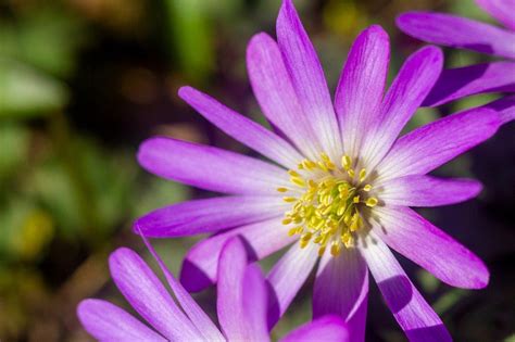 anemone noun .